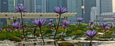Vibrant purple flowers with pergola and skyscraper buildings in the background.