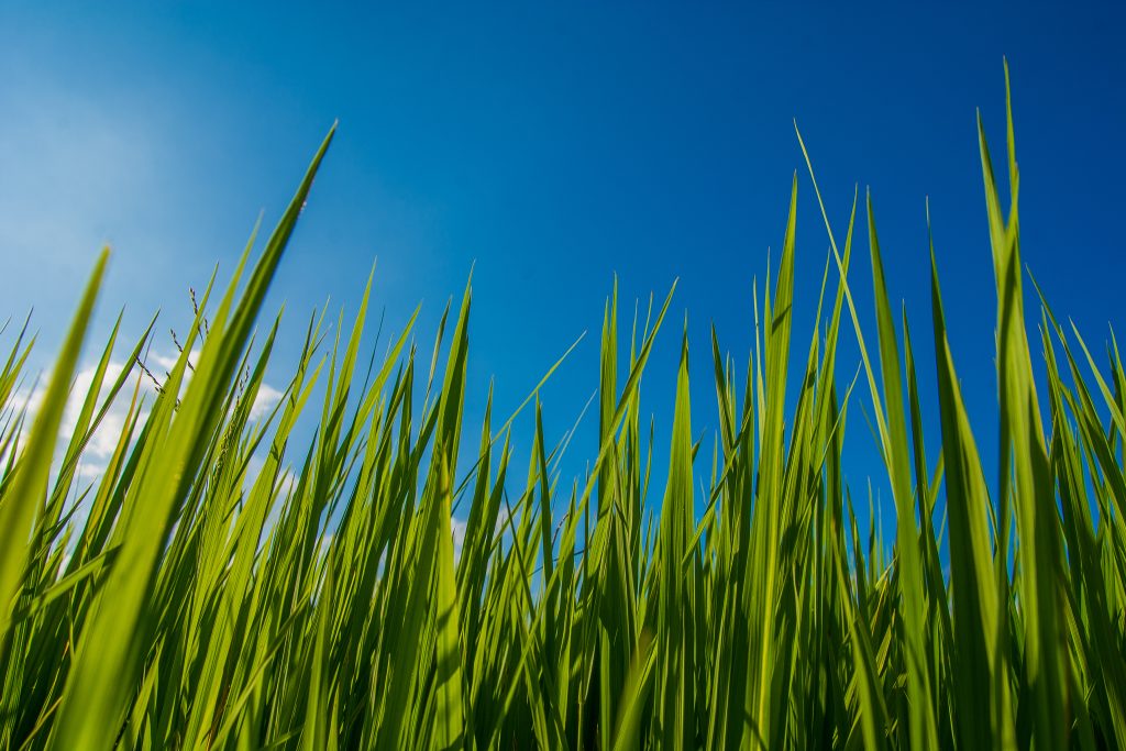 Close-up of grass