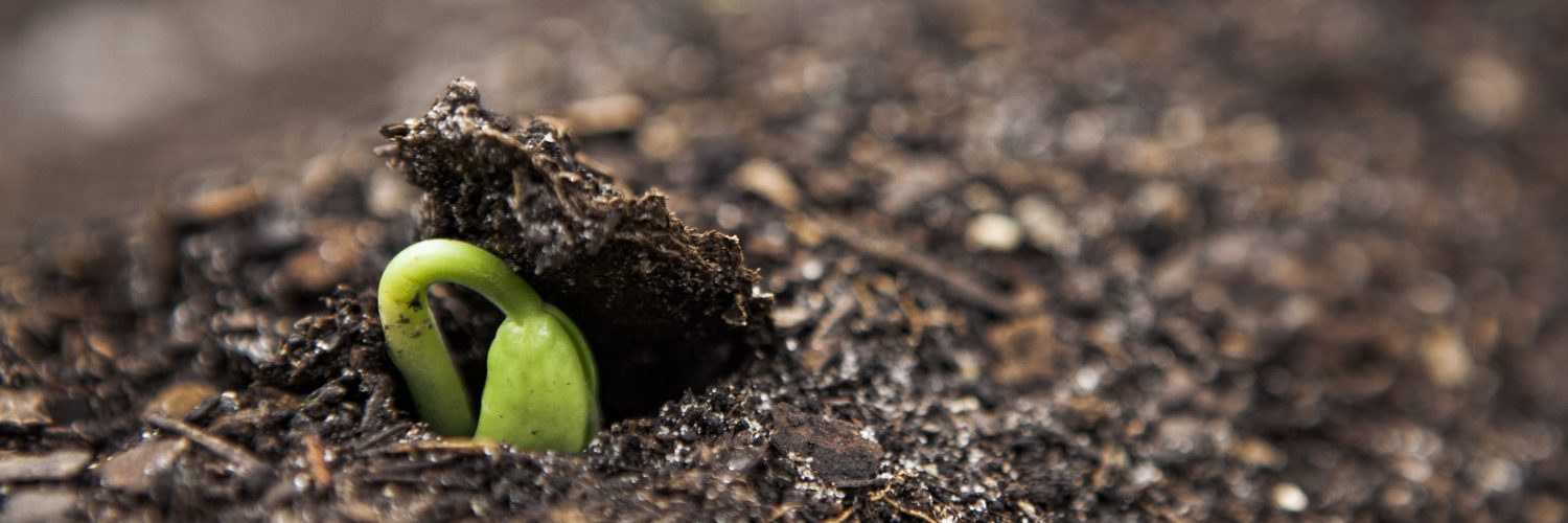 Close up of seedling growing in dirt