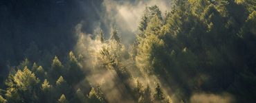 misty treetops with sun rays